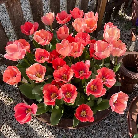 Semesterbostad Le Plantier2